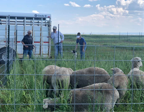 sheep with trailer