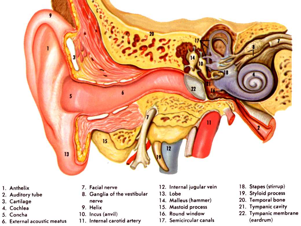 Ear anatomy